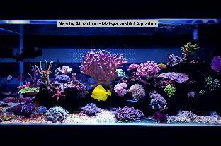 silverkey executive stays 76581 hotel stay inn maharani peta