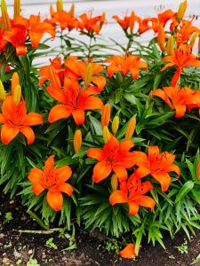 country view motor inn