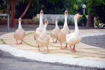 wild wadi cottages resort