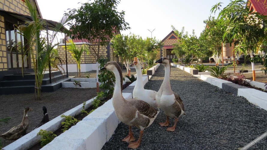 wild wadi cottages resort