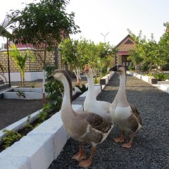 wild wadi cottages resort