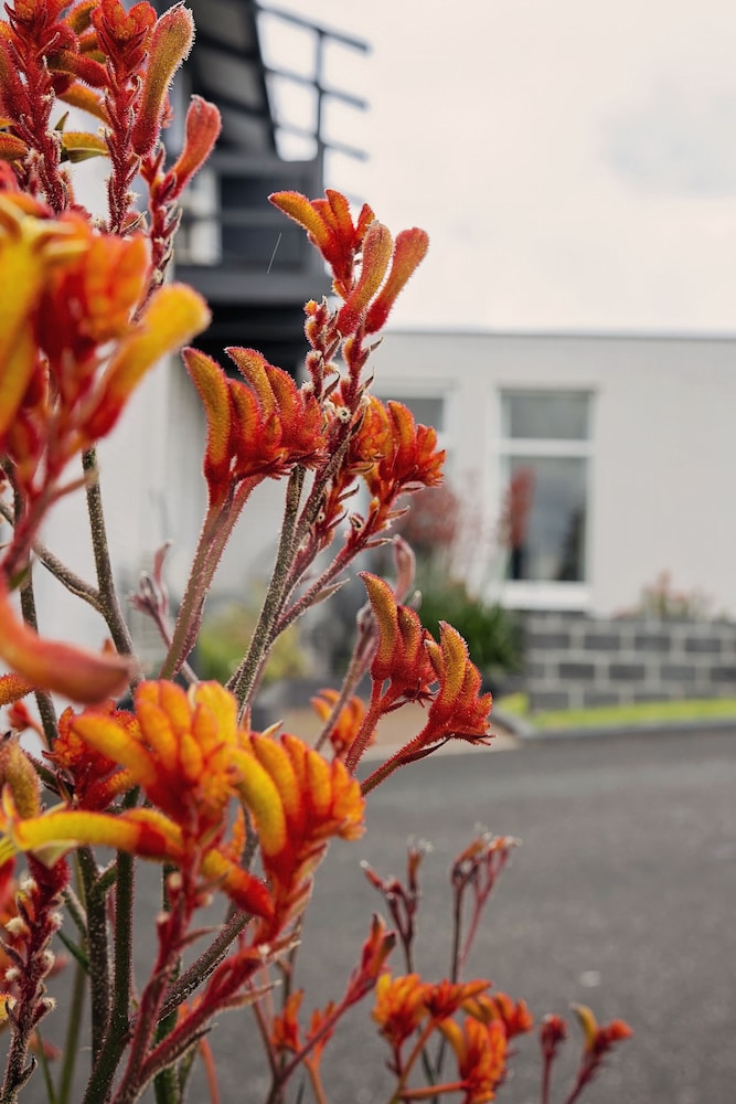 ace accommodation albany