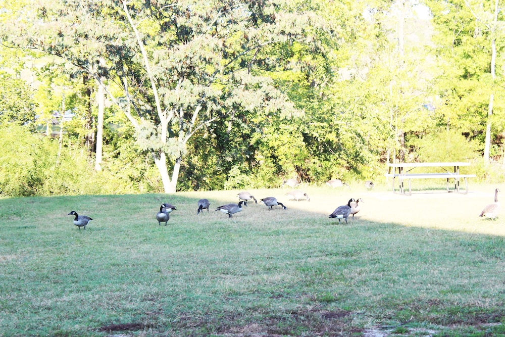 arbors at island landing hotel and suites