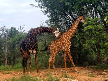 blyde river wilderness lodge