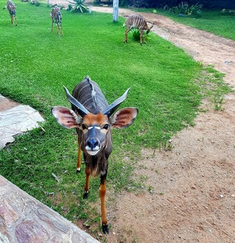 blyde river wilderness lodge