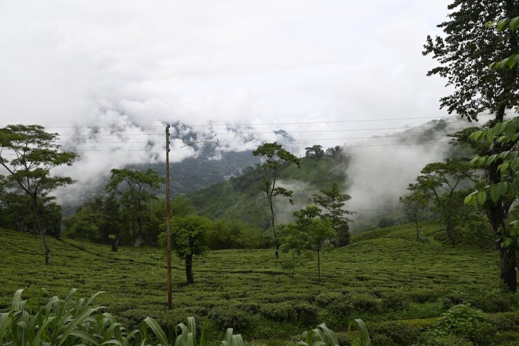 tumsong tea retreat