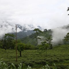 tumsong tea retreat