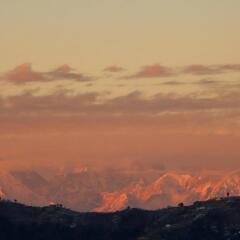 thehimalayanliving whistling pines