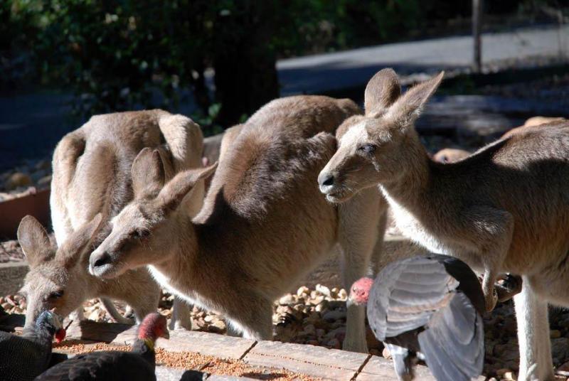 capricorn caves caravan park