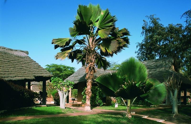 royal horizon baobab all inclusive