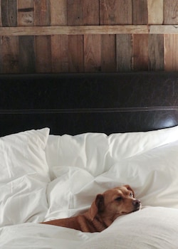 1 hotel central park