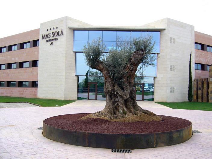 mas sola