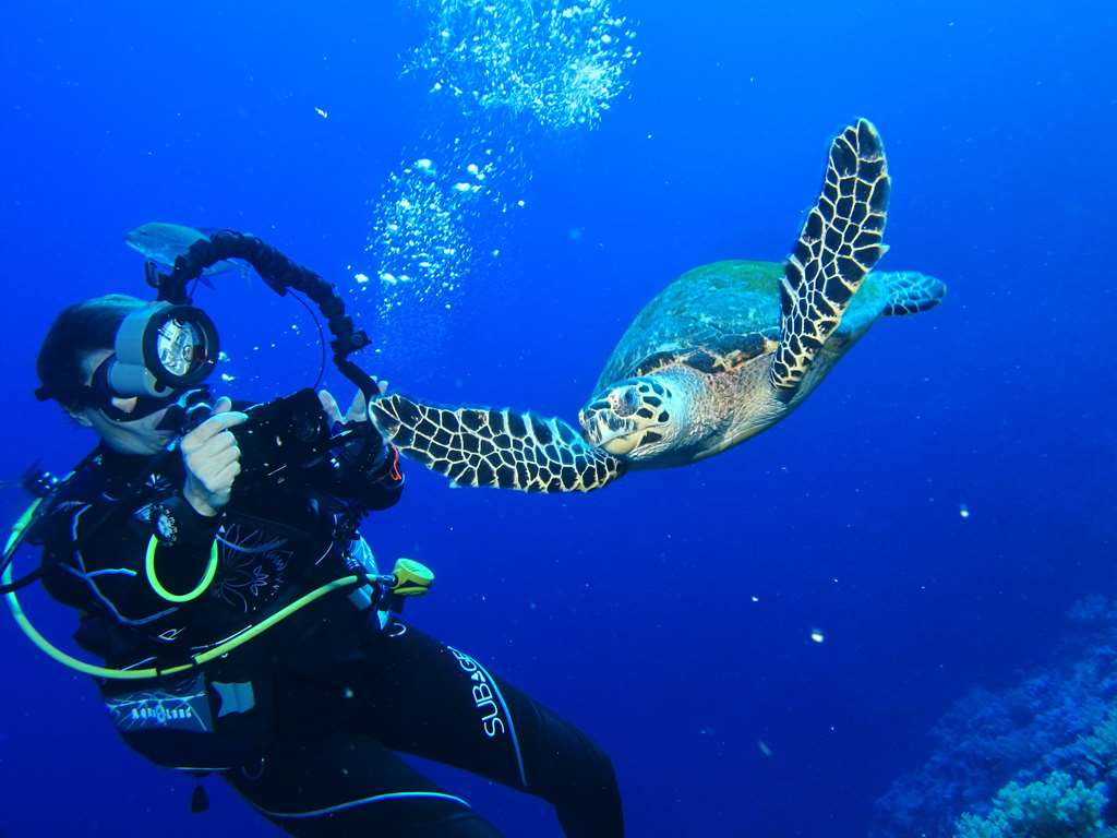 ali pasha hotel el gouna