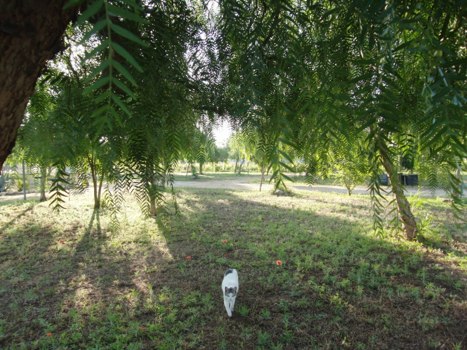 Camping Lilybeo Village,Petrosino>>Marsala,1 star