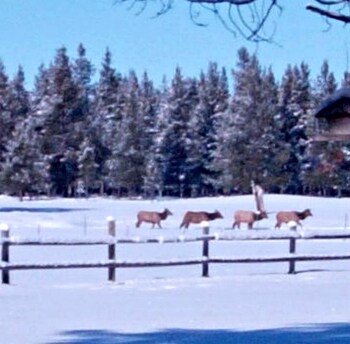 diamondstone guest lodges