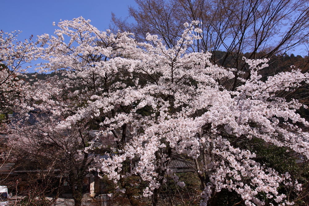 ohara no sato