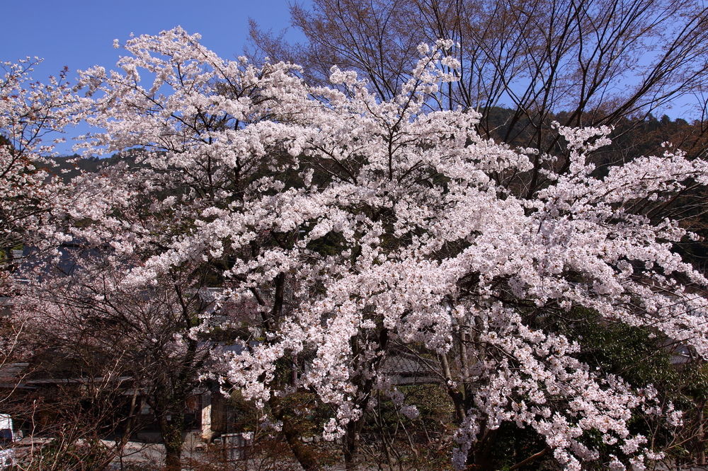 ohara no sato