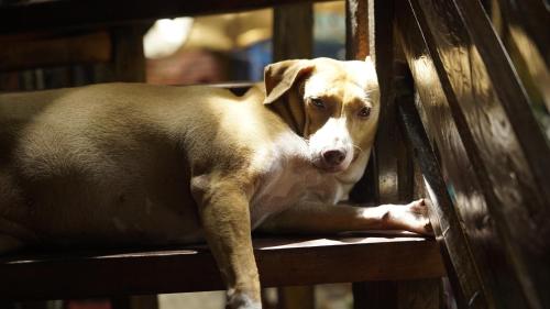 the lazy dog bed and breakfast