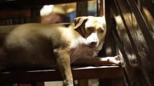 the lazy dog bed and breakfast