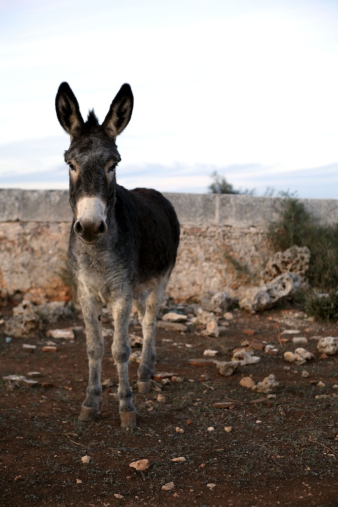 matxani gran agroturismo