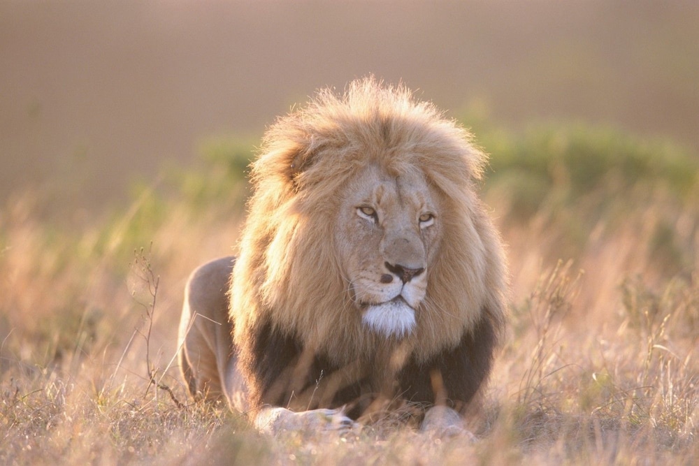 botlierskop private game reserve