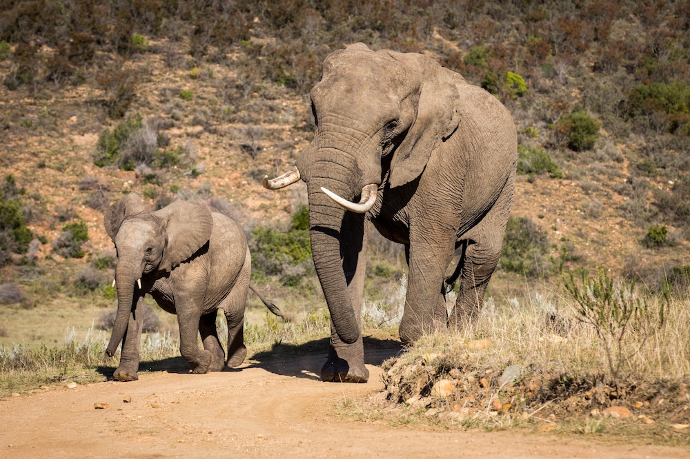 botlierskop private game reserve