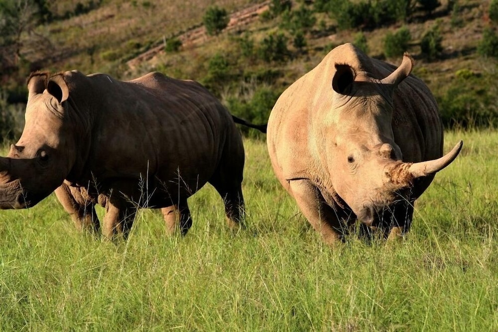 botlierskop private game reserve