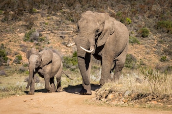 botlierskop private game reserve