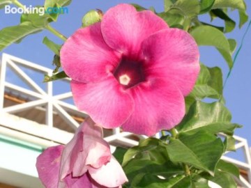 tamarind tree hotel and restaurant