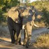 bushbuckridge