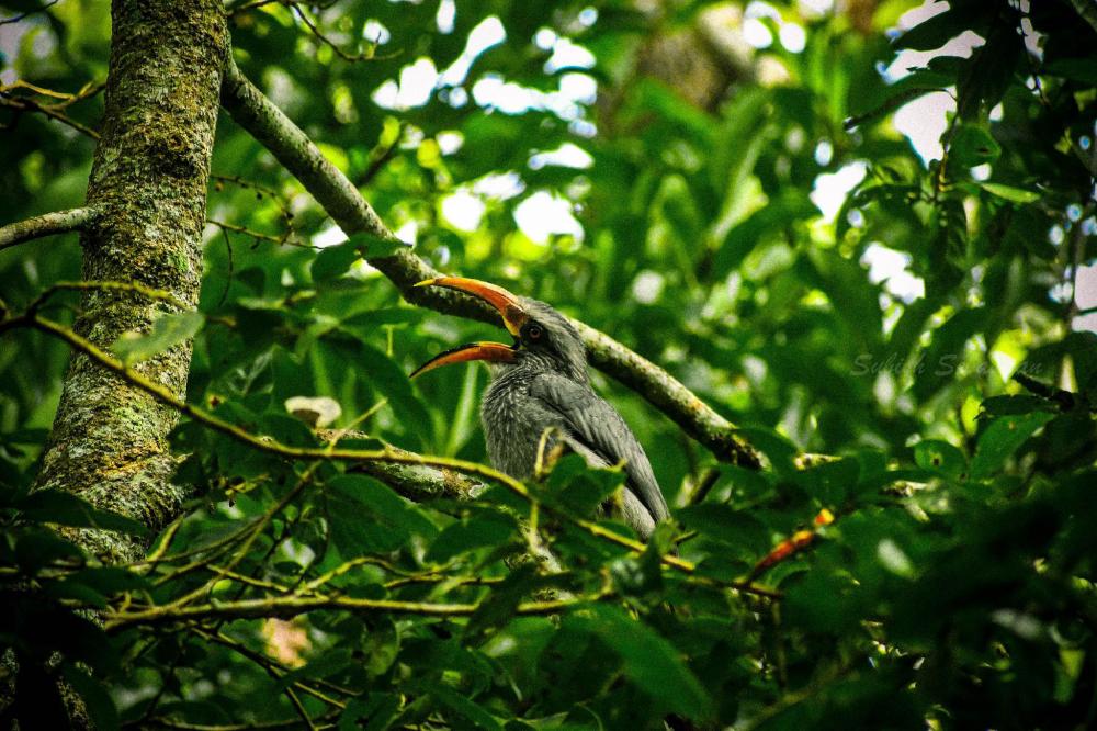 monsoon retreats ecostay