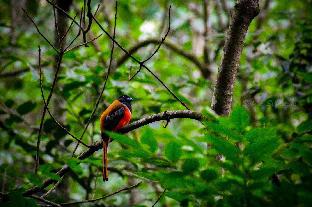 monsoon retreats ecostay