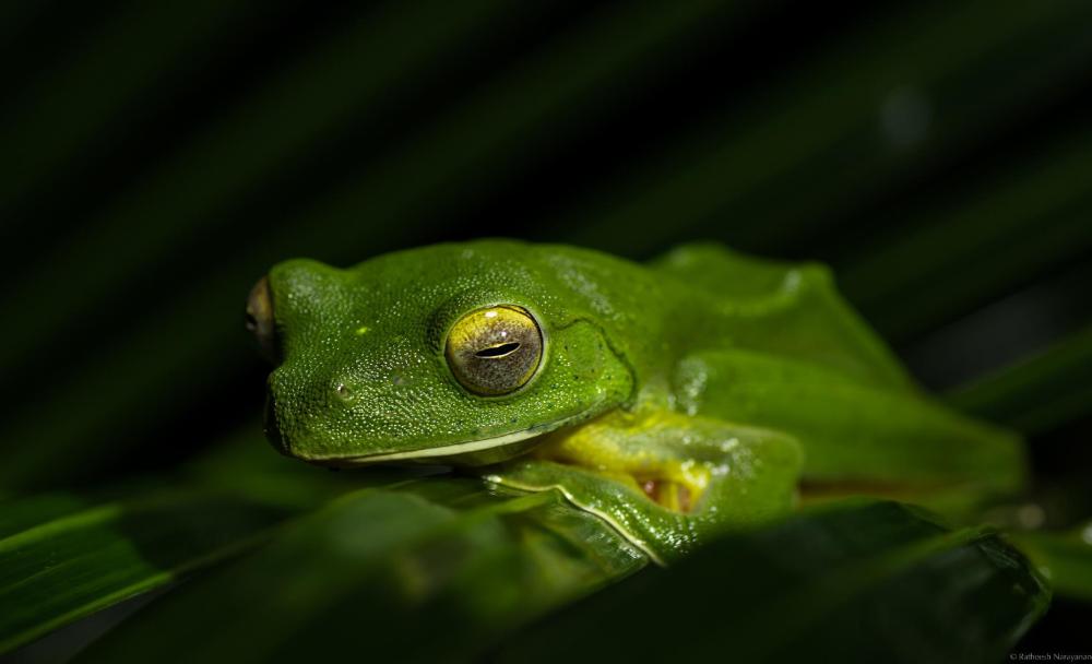 monsoon retreats ecostay