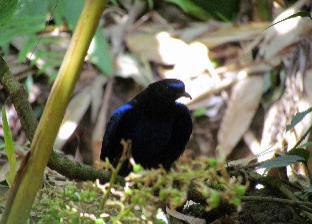 monsoon retreats ecostay