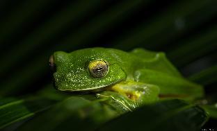 monsoon retreats ecostay