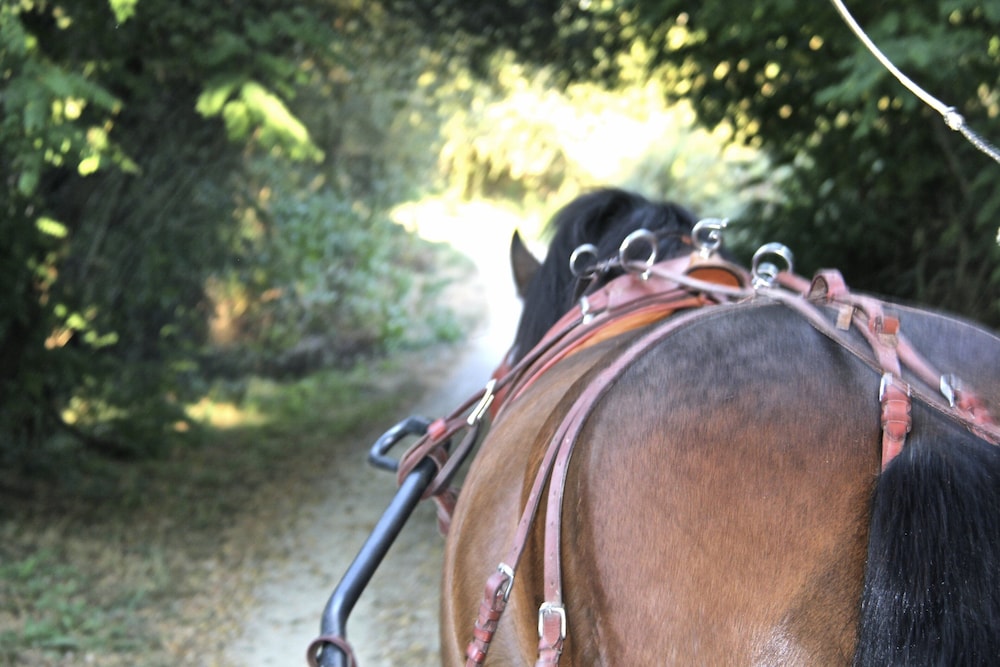 carmos boutique hotel