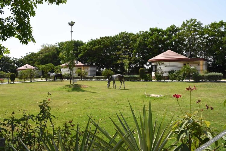 the desert den little rann of kutch