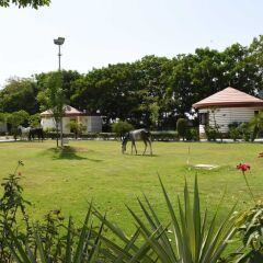 the desert den little rann of kutch