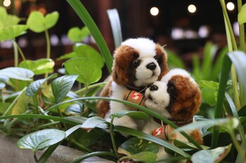 swiss belhotel rainforest