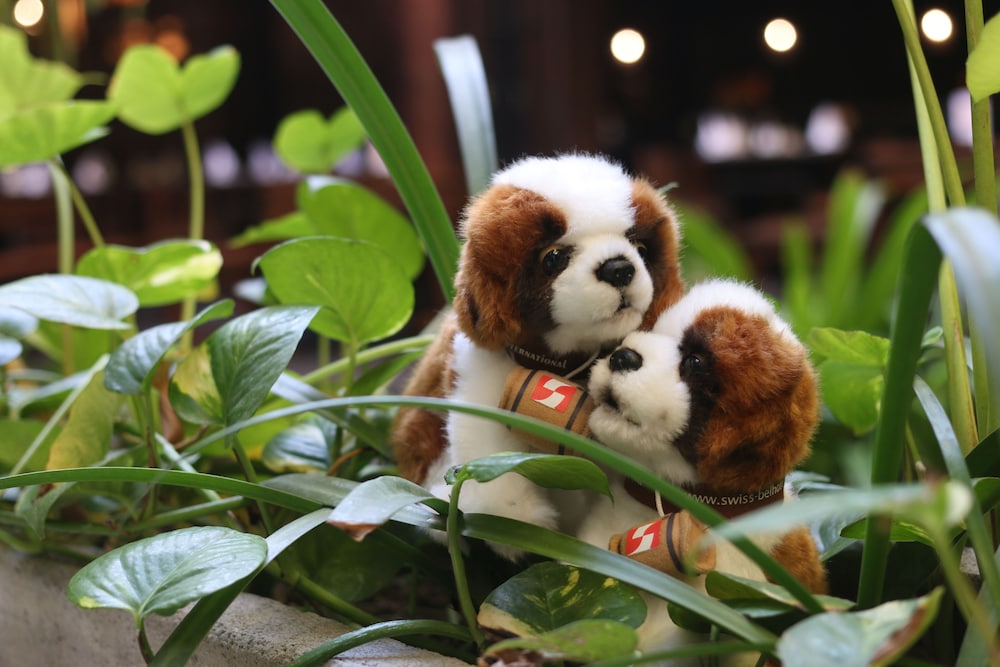 swiss belhotel rainforest