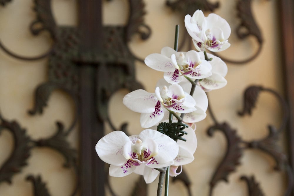 the scranton seahorse inn