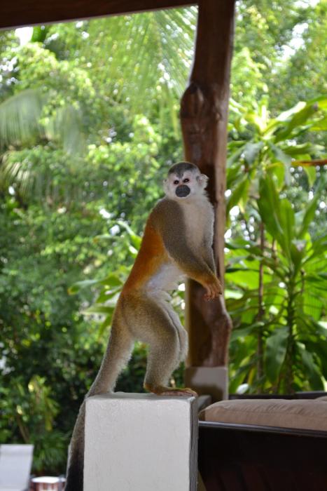 the falls resort at manuel antonio