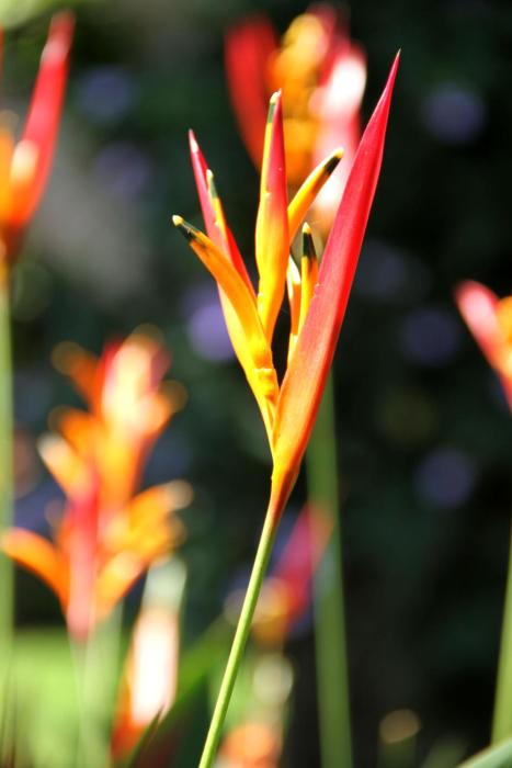 hotel la rosa de america