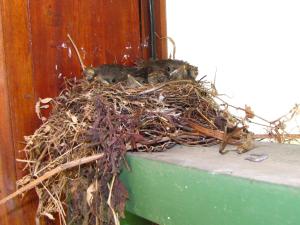 hotel la rosa de america