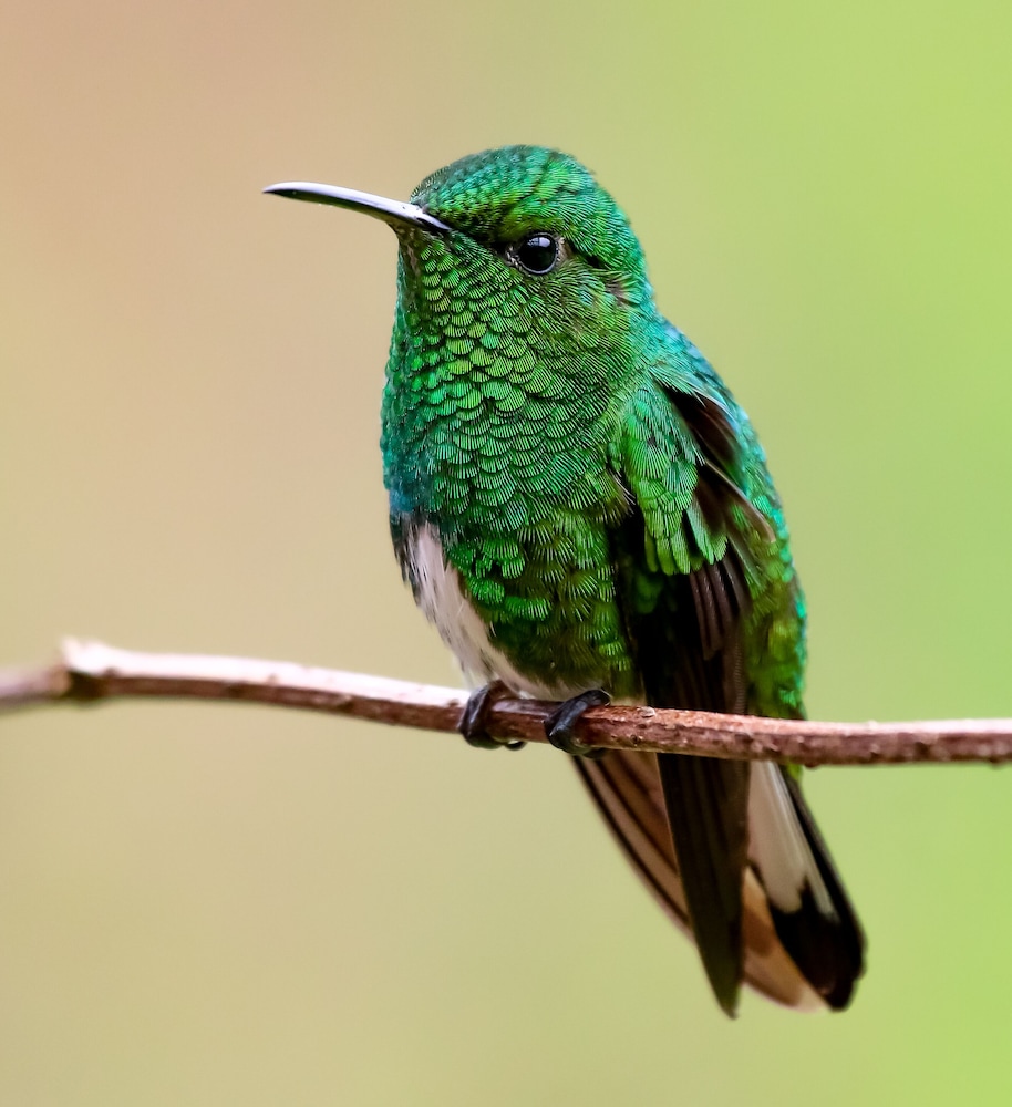 tree trek boquete adventure park