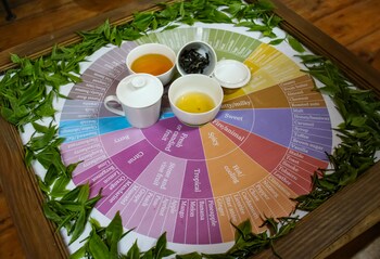 tree trek boquete adventure park