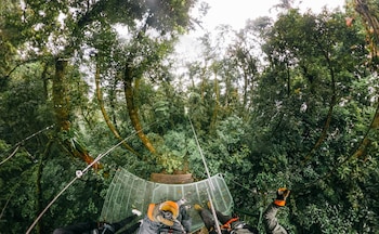 tree trek boquete adventure park