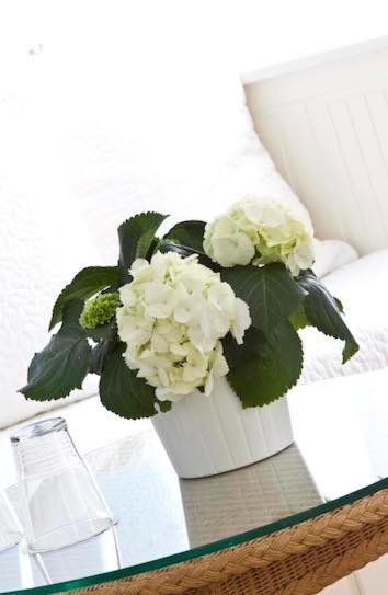 buchholz downtown hotel