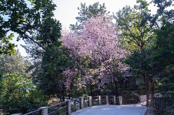 the punarnava resort