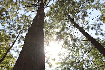 the punarnava resort